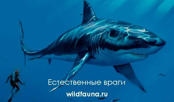 Фото: Гигантская акула мегалодон