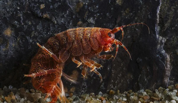 Фото: Бокоплав