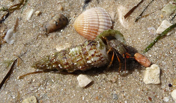 Фото: Рак отшельник