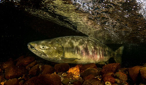 Фото: Как выглядит кета