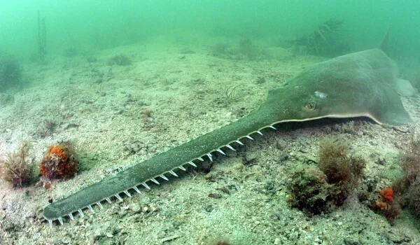 Фото: Рыба пила