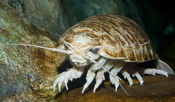 Фото: Морской изопод