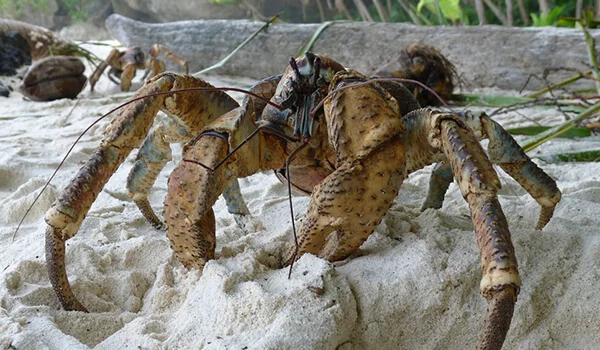 Фото: Рак пальмовый вор