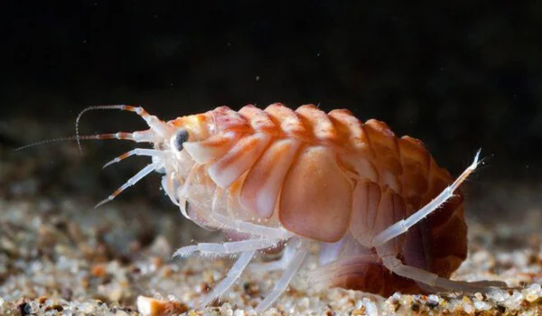 Фото: Бокоплав