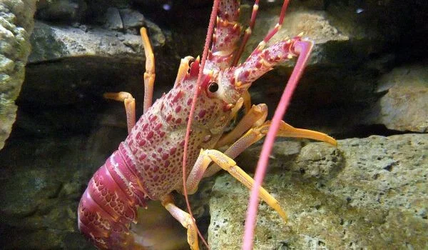 Фото: Лангуст