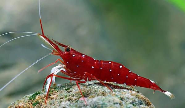 Фото: Как выглядит креветка