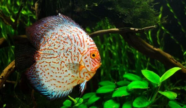 Фото: Дискус в природе