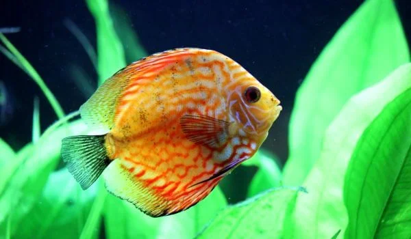 Фото: Желтый дискус