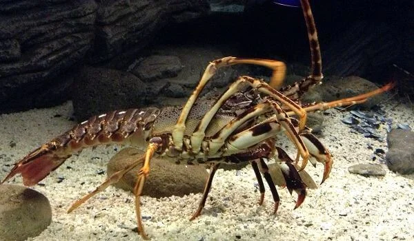 Фото: Лангуст в море