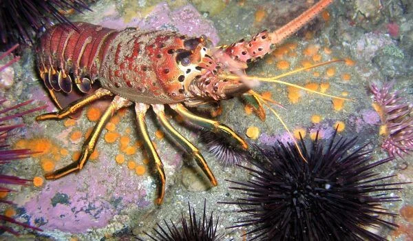 Фото: Настоящий лангуст