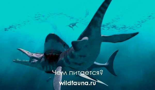 Фото: Акула мегалодон