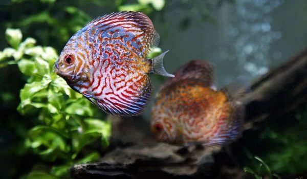 Фото: Дискус из Красной книги