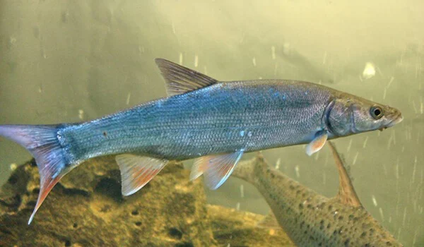 Фото: Крупный жерех