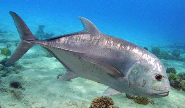 Фото: Рыба каранкс