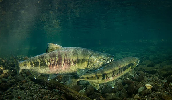 Фото: Как выглядит кета