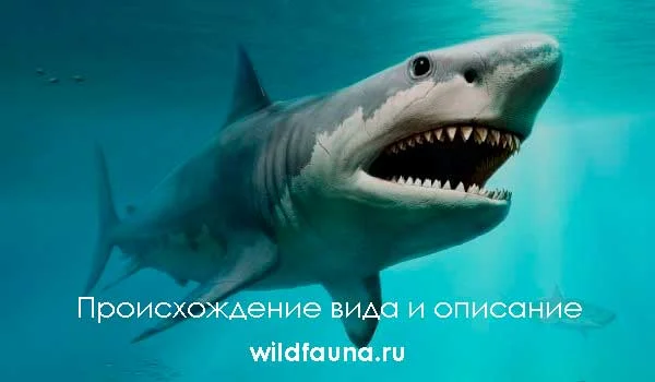 Фото: Акула мегалодон
