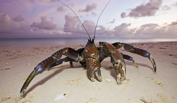 Фото: Пальмовый вор