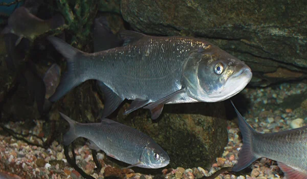 Фото: Как выглядит жерех