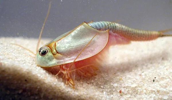 Фото: Летний щитен