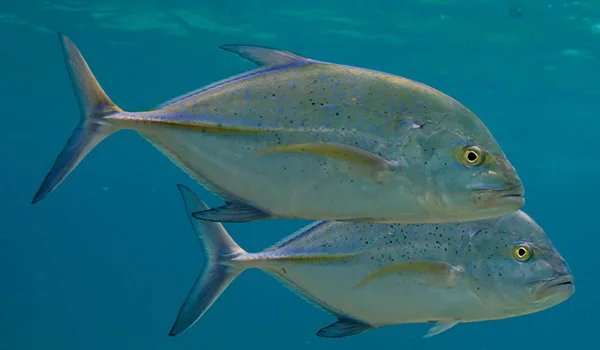 Фото: Как выглядит большой каранкс