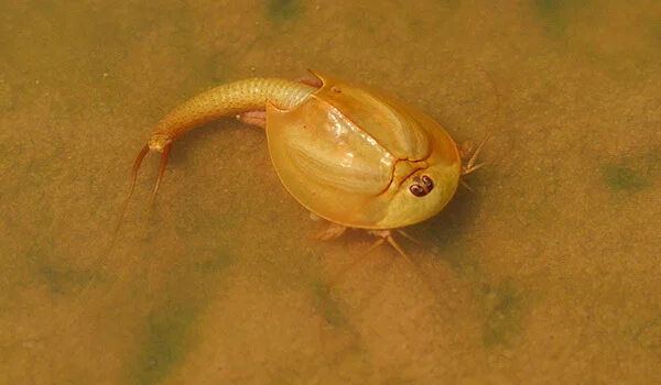 Фото: Ракообразный щитен