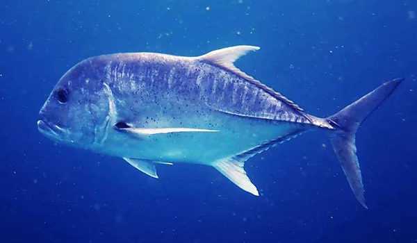 Фото: Гигантский каранкс