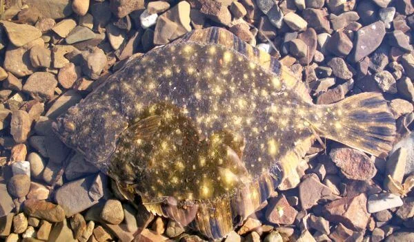 Фото: Камбала из Красной книги