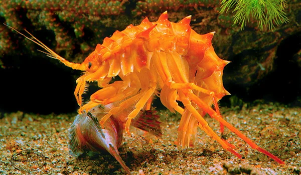 Фото: Как выглядит бокоплав