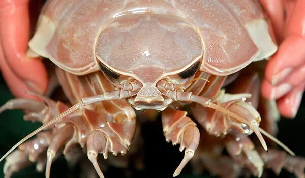 Фото: Морской изопод