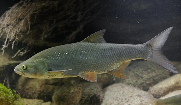 Фото: Рыба жерех