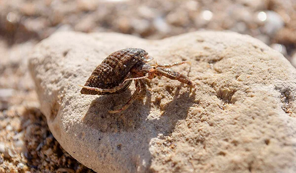 Фото: Как выглядит рак отшельник