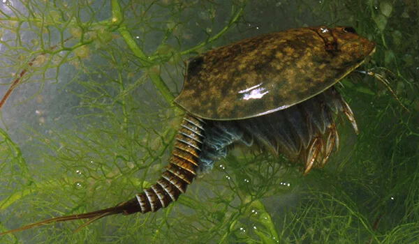 Фото: Щитень