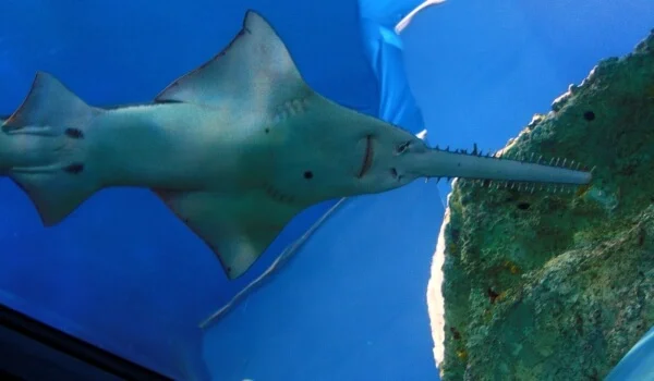 Фото: Морская рыба пила