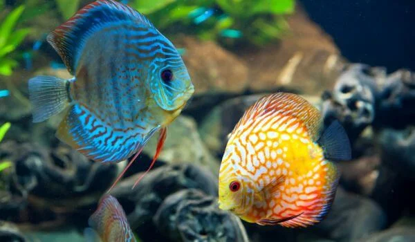 Фото: Дискусы