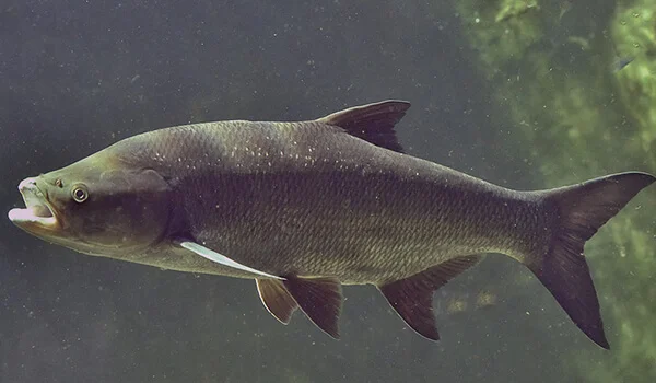 Фото: Жерех в России