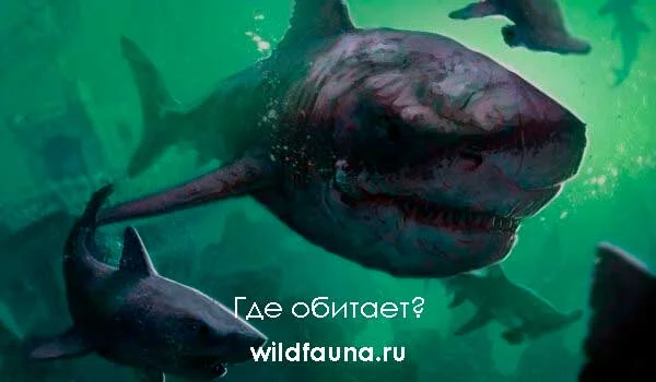 Фото: Древняя акула мегалодон