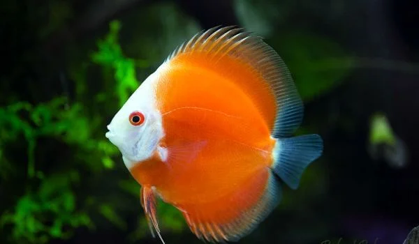 Фото: Дискус