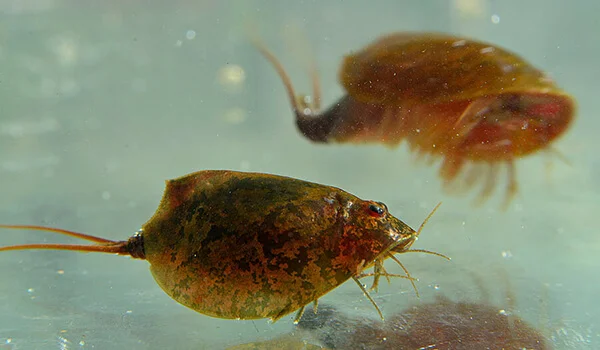 Фото: Пара щитней