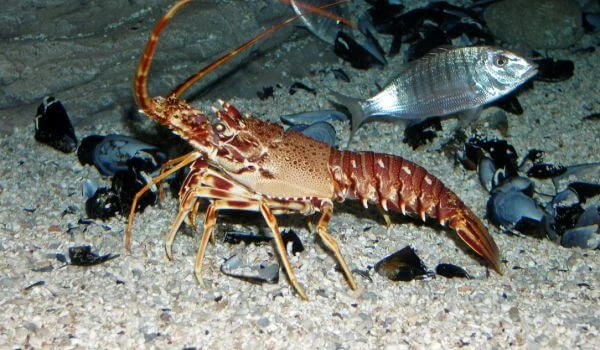 Фото: Лангуст