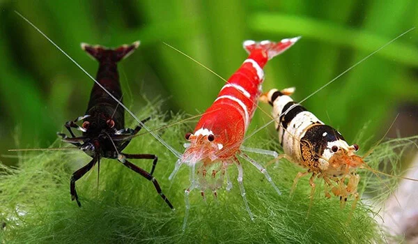 Фото: Креветка