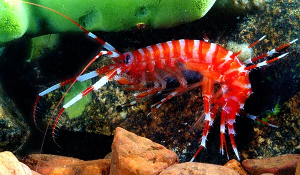 Фото: Рачок бокоплав