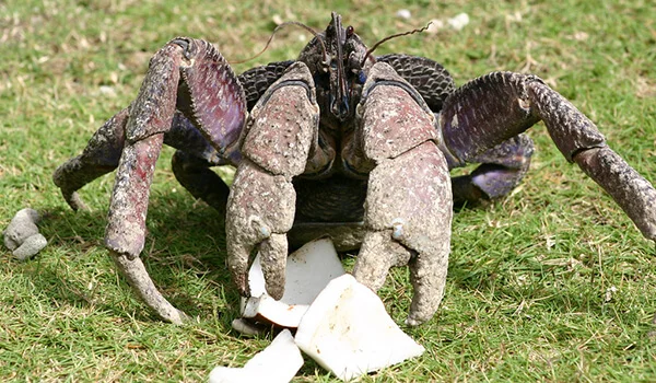 Фото: Пальмовый вор в природе