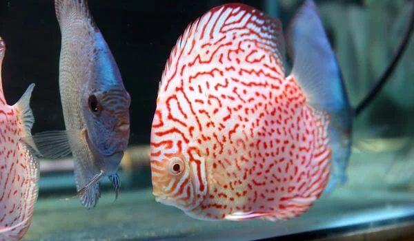 Фото: Рыба дискус