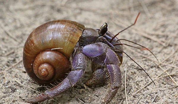Фото: Рак отшельник в природе