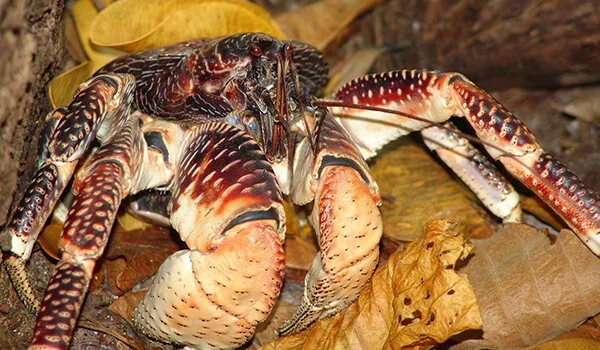 Фото: Как выглядит пальмовый вор