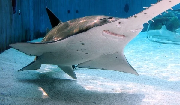 Фото: Скат рыба пила