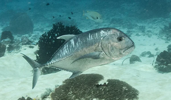 Фото: Бриллиантов каранкс