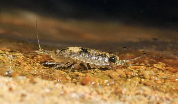 Фото: Бокоплав в реке