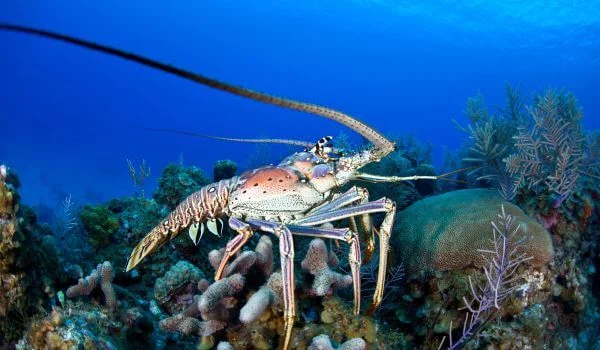 Фото: Настоящий лангуст 