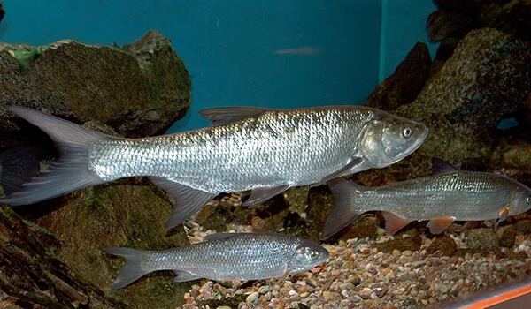 Фото: Жерех из Красной книги